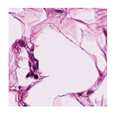 ../_images/notebooks_Loki_Annotate_case_study_marker_genes_8_1.png
