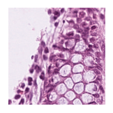../_images/notebooks_Loki_Annotate_case_study_marker_genes_8_23.png
