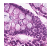../_images/notebooks_Loki_Annotate_case_study_marker_genes_8_27.png