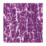../_images/notebooks_Loki_Annotate_case_study_marker_genes_8_43.png