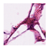 ../_images/notebooks_Loki_Annotate_case_study_marker_genes_8_5.png