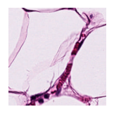 ../_images/notebooks_Loki_Annotate_case_study_marker_genes_8_7.png